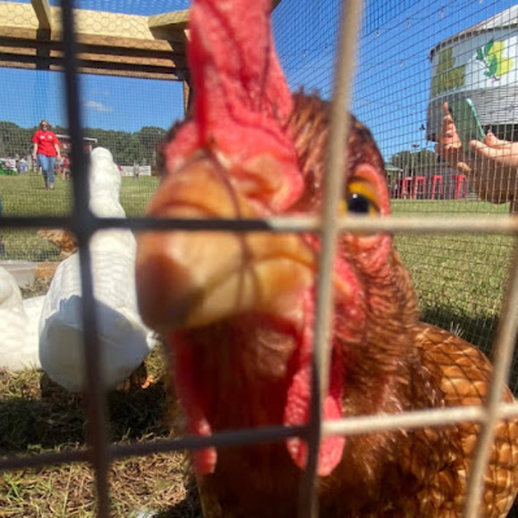 Meet your Posher, Melissa - Picture 1 of 1